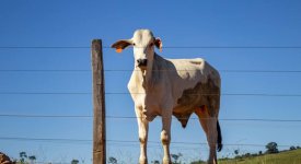 Mercado pecuário retorna após feriado em bom ritmo, aponta análise; confira a cotação na região Norte e Sul do Tocantins
