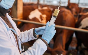 Vacinação contra febre aftosa será suspensa No Tocantins e em mais 16 estados