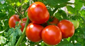  Produção de tomate industrial enfrenta desafios em 2024, aponta associação