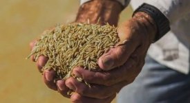 Governo define parâmetros para importação de arroz visando aliviar impactos climáticos