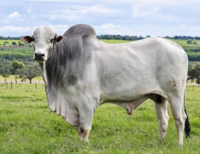 Boi Gordo | confira a análise do mercado pecuário nas regiões norte e sul do estado do Tocantins