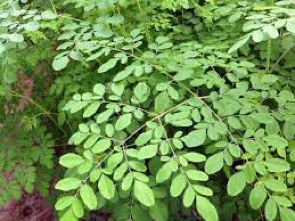 Moringa:planta de origem indiana 