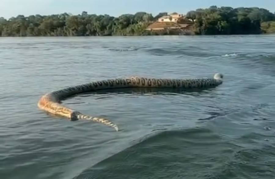 Cobra de quase 7 metros aparece em lago de Porto Nacional