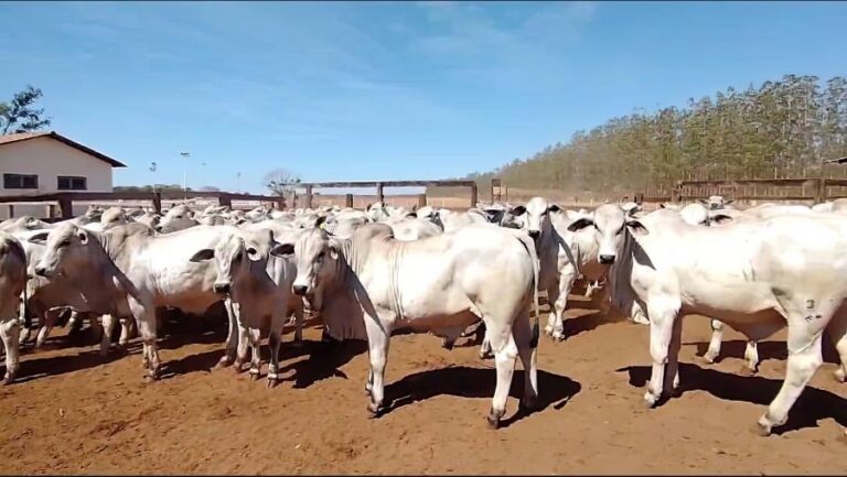 Nelore Tocantins e ABCZ realizam pesagem inicial da 4ª prova de ganho de peso em Silvanópolis