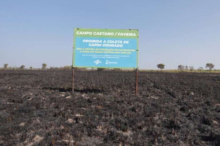 Campos de capim dourado ganham fiscalização para inibir queimadas