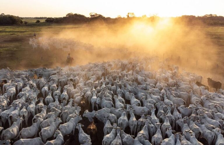 Governador de MT libera pecuária em área protegida do Pantanal, ameaçando bioma