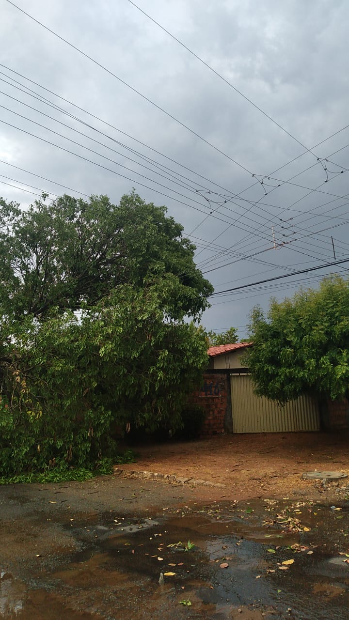 Chuva arranca árvores (Crédito: Energisa)