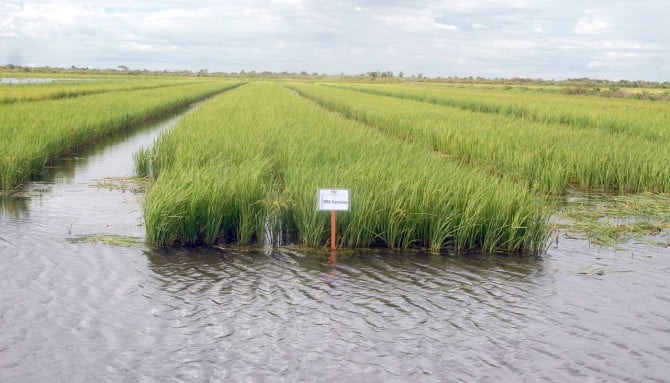 Lagoa da Confusão se destaca com 4º maior valor de produção de arroz do Brasil, segundo dados do MAPA, 2023