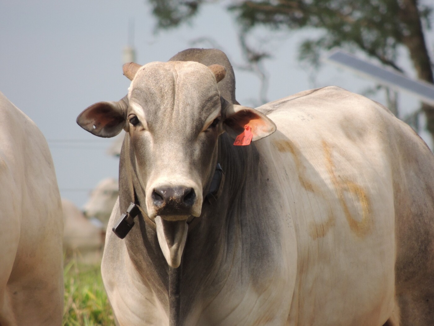 Legenda para foto: Mercado do boi gordo no Tocantins registra retrações, com exceção do “boi China”, que mantém preço elevado em janeiro de 2025.