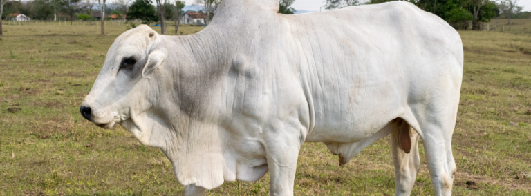 Preços do boi gordo continuam em alta no Tocantins devido à oferta restrita de fêmeas.