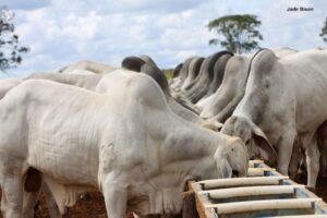 Cotação do boi gordo no Tocantins sobe com a oferta menor que a demanda, dificultando o fechamento de escalas nos frigoríficos