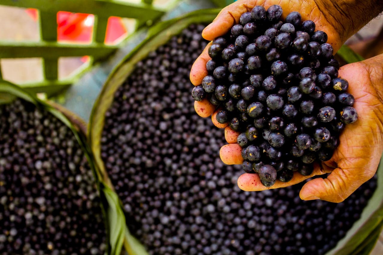 Exportação de purê de açaí movimenta mercado internacional, com os EUA como maior importador nos últimos cinco anos.