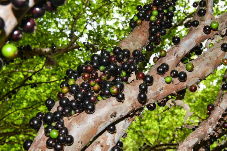 Últimos dias da 5ª Festa da Colheita da Jabuticaba em Taquaruçu: uma celebração de sabores e cultura