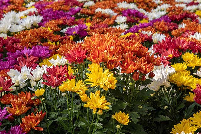  Arranjos de flores no Dia de Finados simbolizam respeito e memória, impulsionando as vendas e fortalecendo a tradição em cemitérios de todo o Brasil.