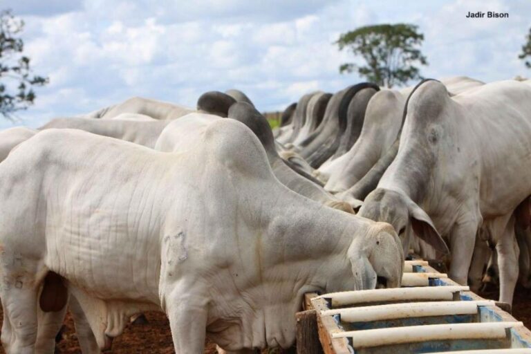 O mercado do boi gordo no Tocantins apresenta alta de até 3%, com o “boi China” cotado a R$315,00/@, destacando a força da pecuária local.