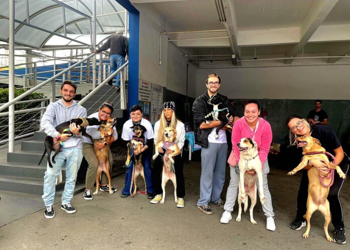 ONG Aliança com Vida promove campanha para a adoção de animais em São Paulo