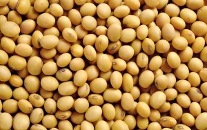 CNA defende o agro brasileiro e nega prática desleal de comércio contra os EUA