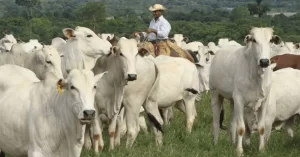 Agro em pauta: Mercado do boi gordo fecha agosto com baixa no valor da arroba no Tocantins