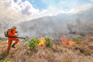 Tocantins registra aumento de 20% no número de queimadas em 2021, Segundo dados do  INPE