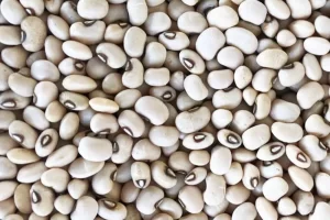 Produção do feijão caupi tem crescimento expressivo nas primeira e segunda safra