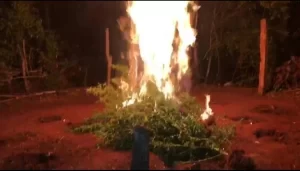 Homem responsável por 'plantação' de maconha é preso em flagrante