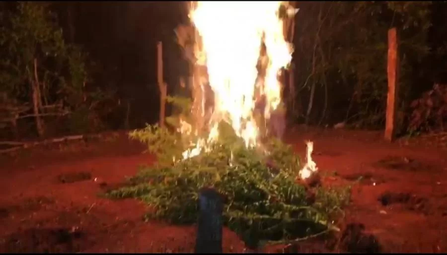 Homem responsável por 'plantação' de maconha é preso em flagrante