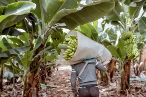 VocÃª sabia que a banana é a mais cultivada em todo o Brasil? Dados do IBGE, revelam que ela ganhou o paladar de toda população de norte a sul