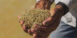 Made in Brasil! Cereal 'arroz anã' pode ser incluído como indicação geográfica exclusiva do país