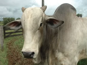 Seagro prepara vasta programação da Pecshow 2021 para o seguimento pecuarista