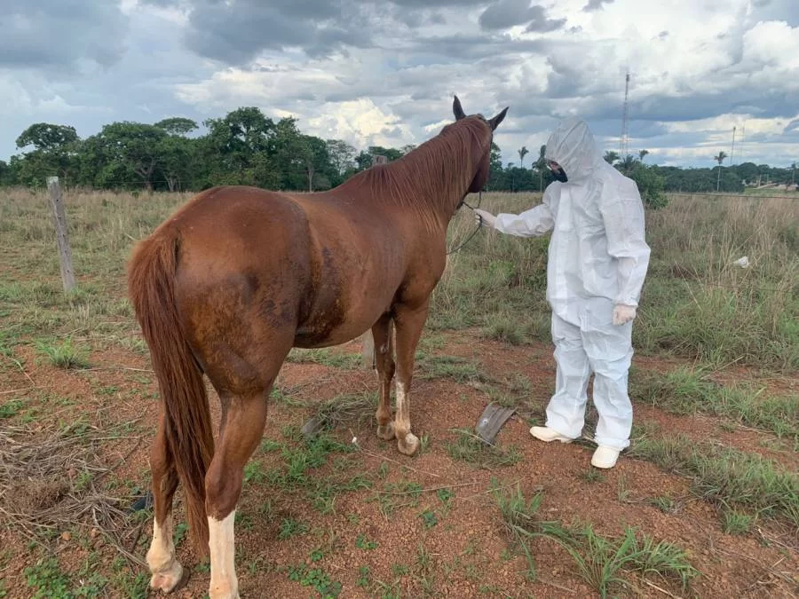 Adapec suspende ocorrÃªncias de eventos com aglomerações de equídeos em Nova Olinda, Filadélfia, Marianópolis e impõem restrições na região