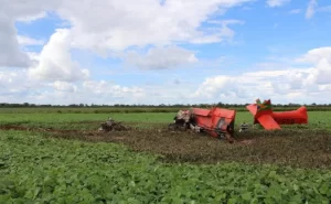 Peritos do CENIPA vão do DF para o TO para investigar causas da queda da aeronave agrícola que matou piloto e copiloto na Lagoa da Confusão