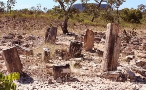 Fósseis de árvores petrificadas que foram contrabandeados no TO serão repatriados