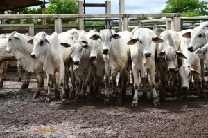 Prorrogada campanha de vacinação contra Febre Aftosa até 10 de dezembro pelo governo