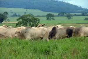Mercado do boi gordo continua firme