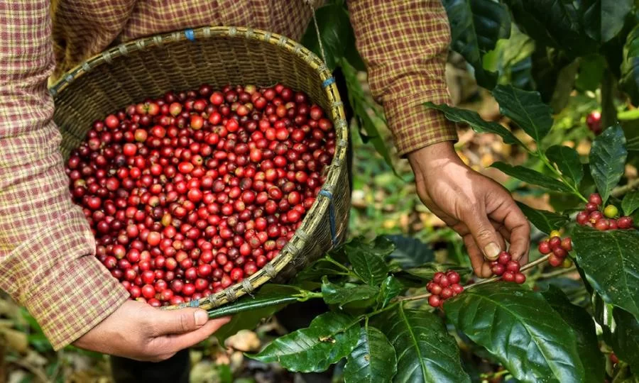 Produção do café conilon bate recorde neste ano de 2021, dados são da Conab