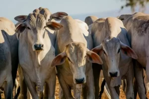 Com a China de volta Ã s negociações, cotações do boi gordo e da novilha sobem
