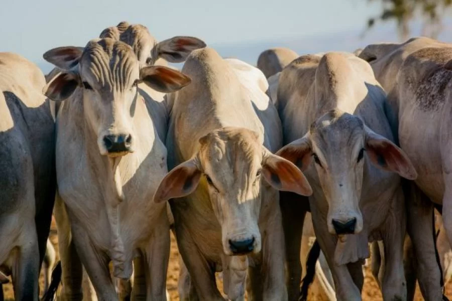 Com a China de volta Ã s negociações, cotações do boi gordo e da novilha sobem
