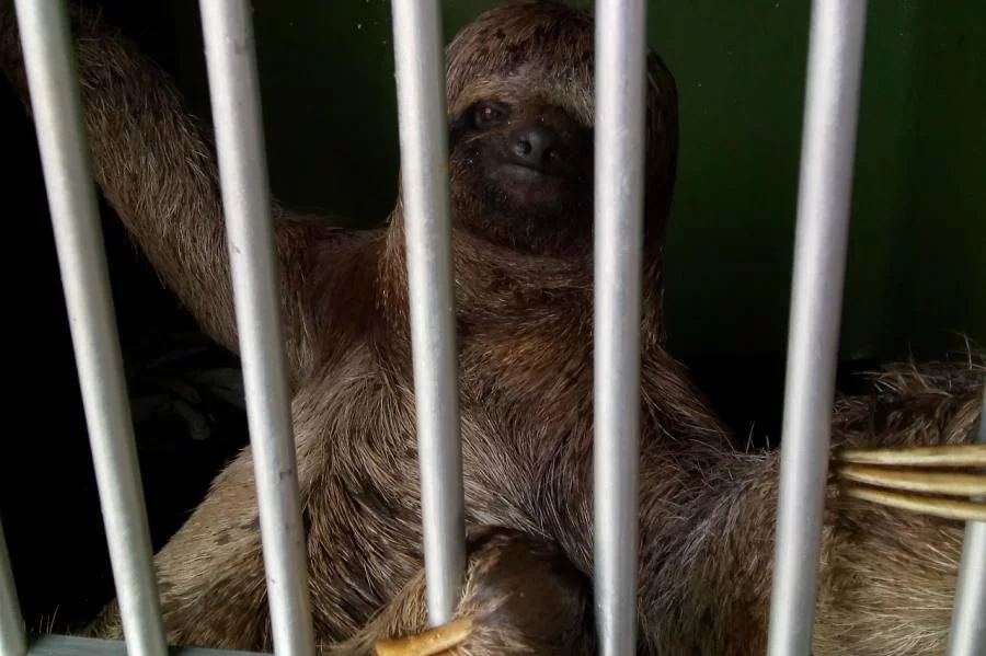 Bicho-preguiça é resgatado em área urbana de Colinas
