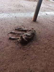 Bezerro nasce com duas cabeças em fazenda no município de BrasilÃ¢ndia do Tocantins