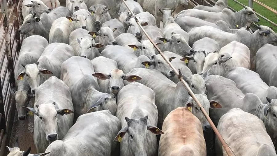 Governo autoriza estudo para revisão do valor do ICMS do gado no Estado do Tocantins