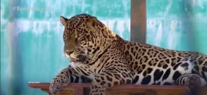 Onça pintada que recebeu dente de porcelana no TO vai a óbito durante transferÃªncia para instituto