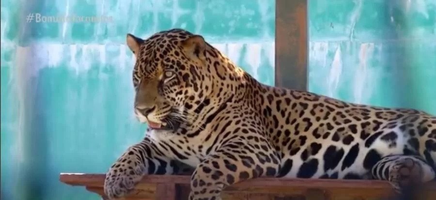 Onça pintada que recebeu dente de porcelana no TO vai a óbito durante transferÃªncia para instituto