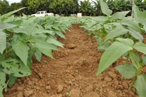 Produção de feijão-de-corda pode aumentar em 456 % no Tocantins, aponta dados da Conab