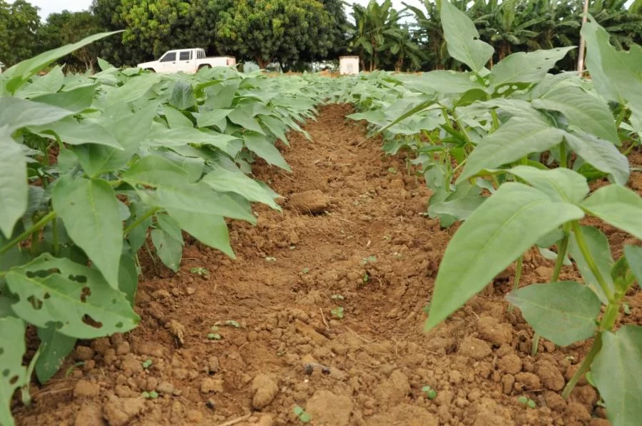 Produção de feijão-de-corda pode aumentar em 456 % no Tocantins, aponta dados da Conab