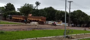 Novilhas circulam por avenida de Colinas e surpreende moradores