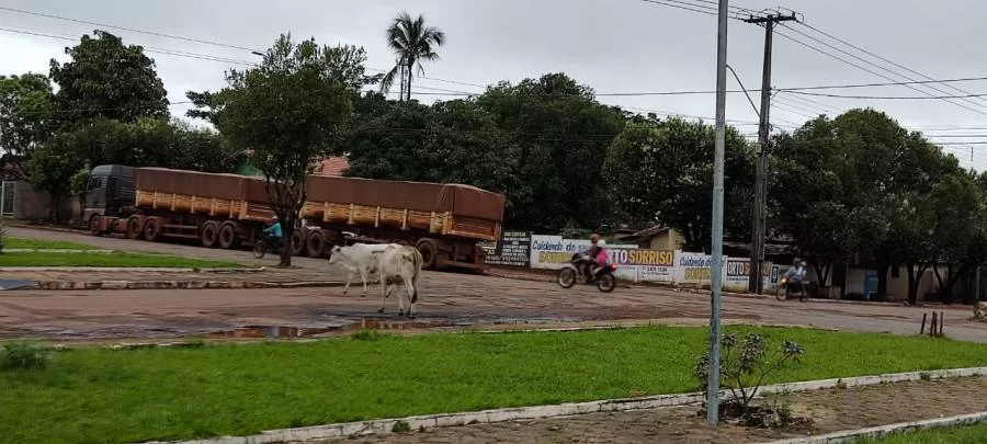 Novilhas circulam por avenida de Colinas e surpreende moradores