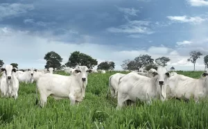 Região norte tem aumento da arroba do boi, enquanto preços caem no sul