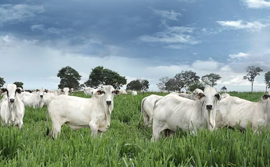 Região norte tem aumento da arroba do boi, enquanto preços caem no sul