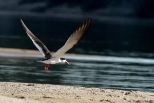 Por turismo de baixo impacto ambiental observadores de aves dão preferÃªncia ao Tocantins