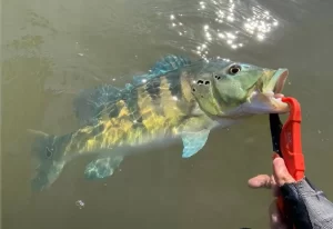 Maior torneio de pesca esportiva acontece no Tocantins; inscrições iniciam nesta quinta-feira, 14